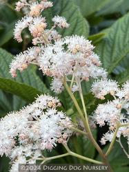 <i>Rodgersia pinnata</i> &lsquo;Elegans&rsquo;