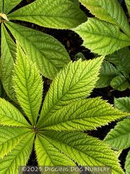 <i>Rodgersia sambucifolia</i>