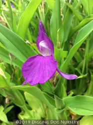 <i>Roscoea auriculata</i>