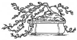 <i>Salix repens</i> ‘Boyd’s Pendula’