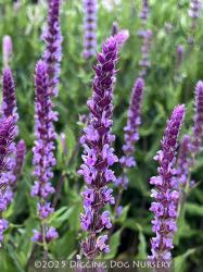 <i>Salvia nemorosa</i> ‘Amethyst’