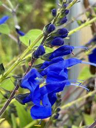 <i>Salvia</i> x ‘Big Swing’