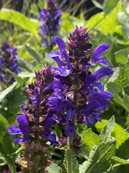 <i>Salvia nemorosa</i> ‘Blue Marvel’