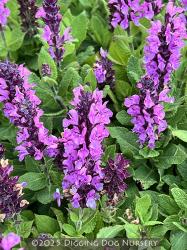 <i>Salvia nemorosa</i> ‘Midnight Rose’
