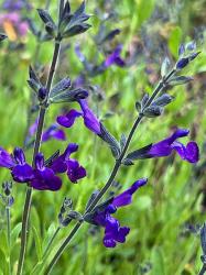 <i>Salvia</i> x ‘Nuevo Leon’