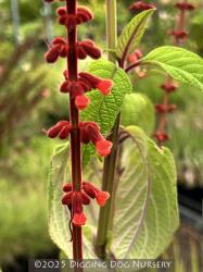 <i>Salvia confertiflora</i>