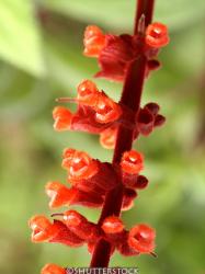 <i>Salvia confertiflora</i>