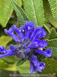 <i>Salvia corrugata</i>