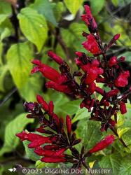 <i>Salvia holwayi</i>