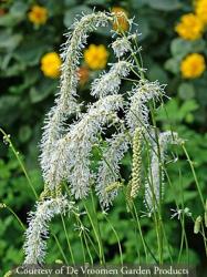<i>Sanguisorba tenuifolia</i> ‘Alba’