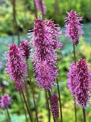 <i>Sanguisorba</i> ‘Blackthorn’