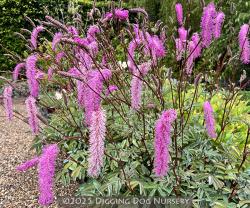 <i>Sanguisorba hakusanensis</i> ‘Lilac Squirrel’