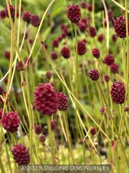 <i>Sanguisorba officinalis</i> ‘Morning Select’