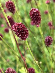 <i>Sanguisorba</i> ‘Proud Mary’