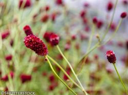 <i>Sanguisorba officinalis</i>