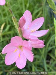 <i>Schizostylis coccinea</i> ‘Jennifer’