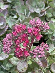 <i>Sedum</i> ‘Vera Jameson’