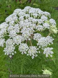 <i>Selinum wallichianum</i>