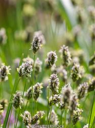 <i>Sesleria caerulea</i>