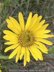 <i>Silphium laciniatum</i>