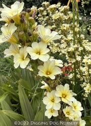 <i>Sisyrinchium striatum</i>
