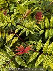 <i>Sorbaria sorbifolia</i> &lsquo;Sem&rsquo;