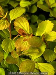 <i>Spiraea betulifolia</i> &lsquo;Tor Gold&rsquo;