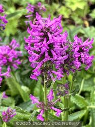 <i>Stachys maxima</i>