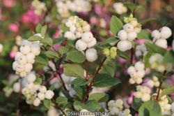 <i>Symphoricarpos albus</i>