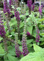 <i>Teucrium hyrcanicum</i> ‘Purple Tails’