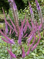 <i>Veronicastrum virginicum</i> ‘Adoration’