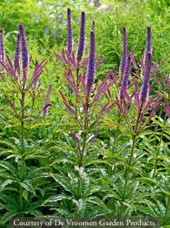 <i>Veronicastrum virginicum</i> ‘Cupid’