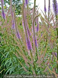 <i>Veronicastrum virginicum</i> ‘Fascination’