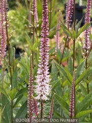 <i>Veronicastrum virginicum f. roseum</i> &lsquo;Pink Glow&rsquo;