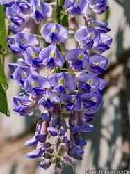 <i>Wisteria macrostachya</i> ‘Blue Moon’