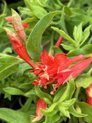 <i>Zauschneria garrettii</i> ‘Orange Carpet’