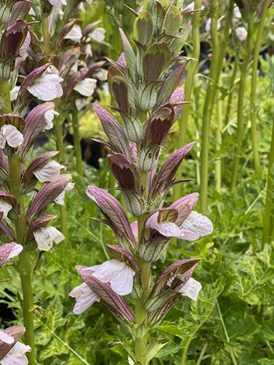 Acanthus ‘Morning′s Candle’