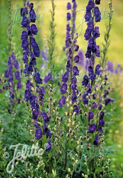 Aconitum ‘Newry Blue’