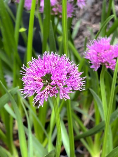 Allium Millenium