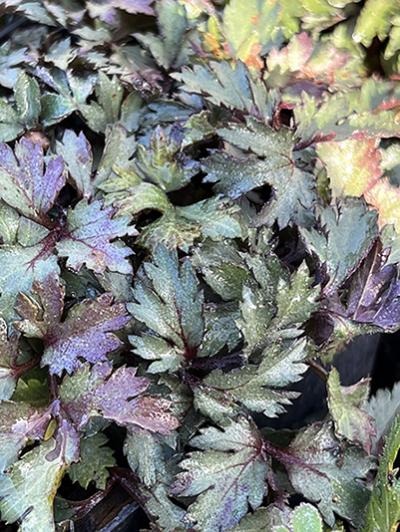 Artemisia lactiflora ‘Guizhou’