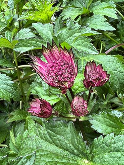 Astrantia Burgundy Manor