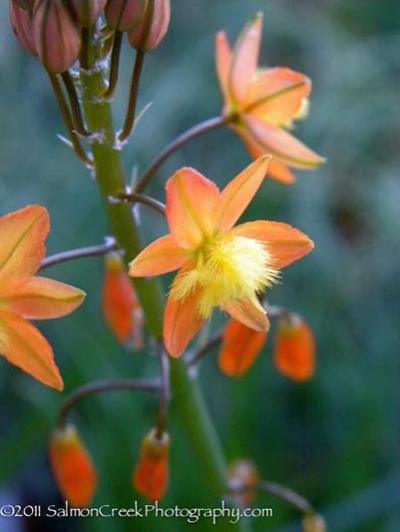 Bulbine frutescens