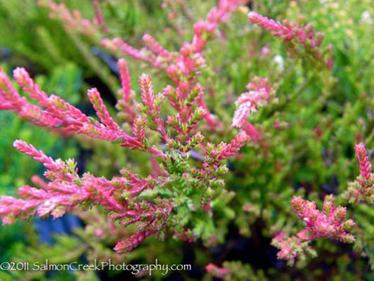 Calluna vulgaris ‘Flamingo’