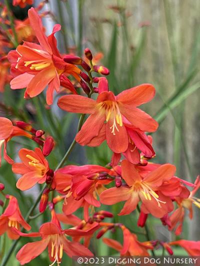 Crocosmia Carmine Brilliant