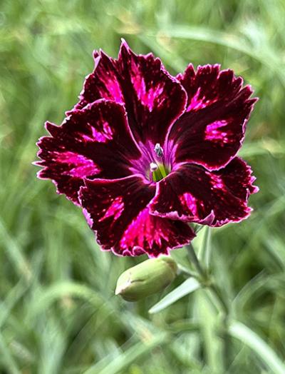 Dianthus Unique