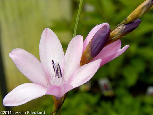 Dierama igneum at Digging Dog Nursery