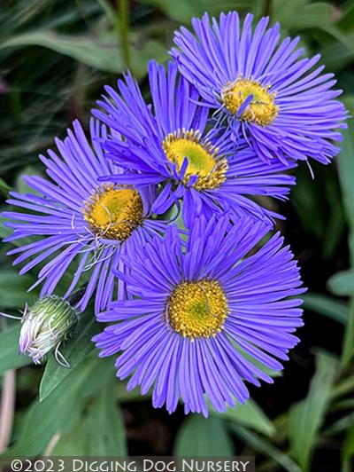 Erigeron speciosus Azure Fairy