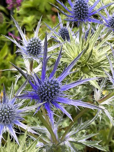 Eryngium Big Blue