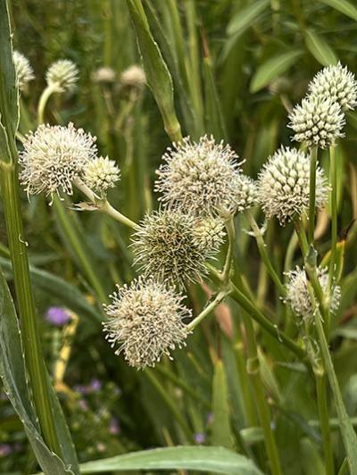 Eryngium yuccifolium