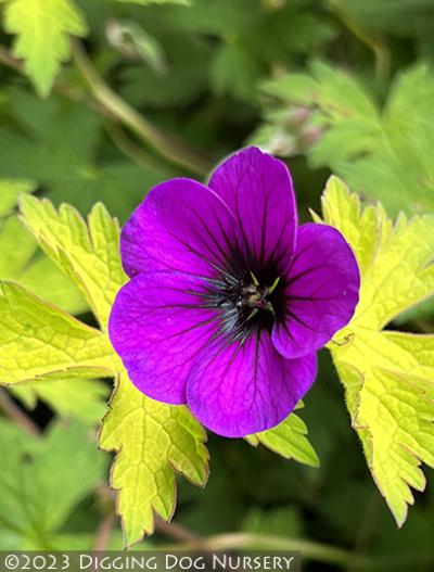 Geranium ‘Ann Folkard’